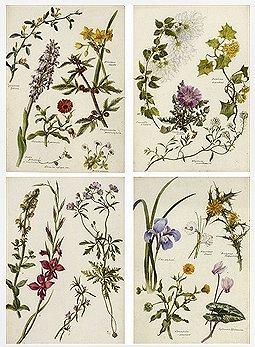 May Capron Hollist flowers